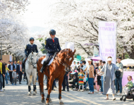 말과 함께 벚꽃길 걸을래...렛츠런파크 서울 벚꽃축제 29일 시작