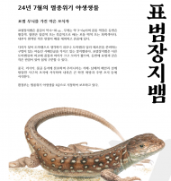 7월의 멸종위기 야생생물로 ‘표범장지뱀’ 선정