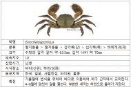 환경부, 낙동강 하구의 생태복원을 위해 대표생물 중 하나로 동남참게 복원 추진
