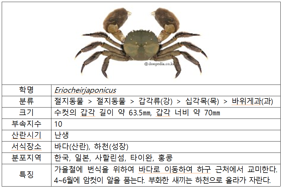 환경부, 낙동강 하구의 생태복원을 위해 대표생물 중 하나로 동남참게 복원 추진 - 데일리환경