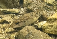 멸종위기종 부안종개, 유일한 서식지인 변산반도 백천 서식 장면 영상 공개