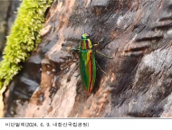 환경부, 자태 뽐내는 비단벌레 등 희귀 야생생물 영상 공개
