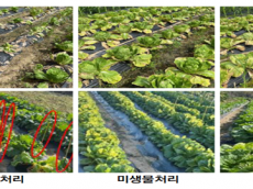 환경부, 친환경 작물 무름병 방제제 출시… 농가 보급 본격화