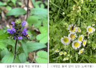 환경부.국립생물자원관, 5월 20일 세계 벌의 날 맞춰 야생벌 보호 활동 전개