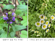 환경부.국립생물자원관, 5월 20일 세계 벌의 날 맞춰 야생벌 보호 활동 전개