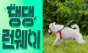 반려견과 함께하는 친환경 프로젝트 ‘댕댕런웨이 제로웨이스트 솔버톤’