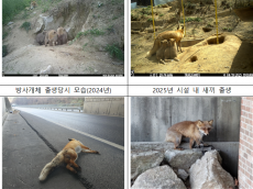 환경부, 여우 증식기술 확보로 새끼 출산 이어져,  올해도 30마리 방사