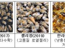 농촌진흥청 국립농업과학원, 12일 지자체 꿀벌자원육성지원센터 5개소에 젤리킹 원원여왕벌 공급
