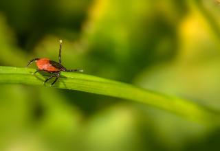 진드기 매개 감염병 주의보, 야외 활동 7대 예방 수칙은?
