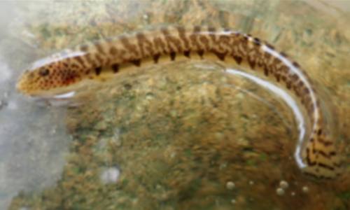 전세계에서 한국에만 사는 ‘좀수수치’, 보호 필요성 커져 