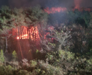 충남 태안 산불발생... 산림당국 진화중