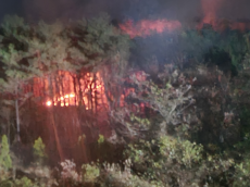 충남 태안 산불발생... 산림당국 진화중