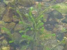 기후에너지환경부, 국립낙동강생물자원관, 담수식물 검정말에서 멜라닌 합성 촉진 효과