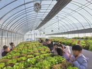 [포토] 농촌진흥청, 알록달록.. 흙 없이 키운 친환경 상추