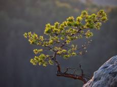 붉은빛의 소나무 발견하면 산림청에 신고해야 하는 이유