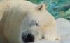 ‘얼지 않는 털의 비밀’…북극곰이 추위에 적응한 방법 