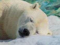 ‘얼지 않는 털의 비밀’…북극곰이 추위에 적응한 방법 