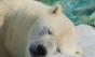 ‘얼지 않는 털의 비밀’…북극곰이 추위에 적응한 방법 