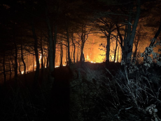 강원 고성 산불발생... 산림당국 진화중