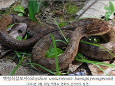 기후에너지환경부, 우리땅에만 사는 살모사 2종 확인… 국립생물자원관 첫 과학적 규명