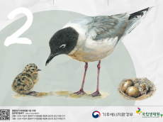 2월 멸종위기 야생생물로 검은머리갈매기 선정