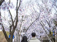 용산구, 3·1절 맞아 태극기 거리·태극기 트리 조성