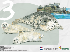 기후부, 3월의 멸종위기 야생생물로 ‘물범’ 선정