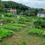 강북 도시농업 체험장 환경텃밭 분양