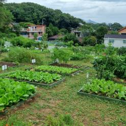 강북 도시농업 체험장 환경텃밭 분양
