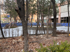 “관행처럼 베던 공원 나무”…이젠 제동 건다