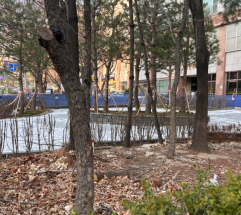 “관행처럼 베던 공원 나무”…이젠 제동 건다