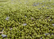 “이끼의 재발견”…공기 정화·탄소 흡수...산업 소재로 뜬다