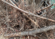 “플라스틱도 나무로 만든다”…바이오플라스틱 국산화 시동