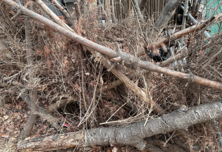 “플라스틱도 나무로 만든다”…바이오플라스틱 국산화 시동