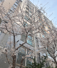 “겉은 멀쩡, 속은 텅”…벚나무 쓰러뜨리는 외래 해충