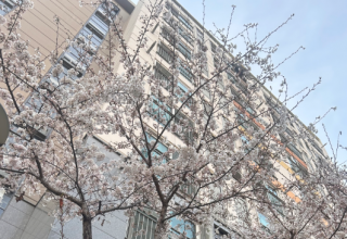 “겉은 멀쩡, 속은 텅”…벚나무 쓰러뜨리는 외래 해충