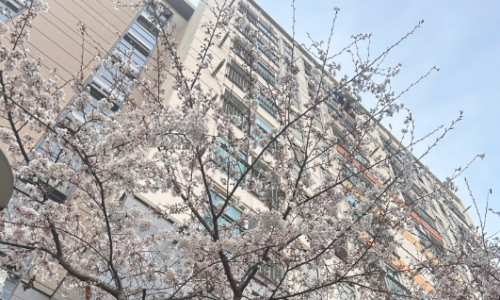 “겉은 멀쩡, 속은 텅”…벚나무 쓰러뜨리는 외래 해충