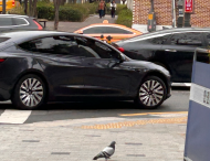 인간·야생동물 갈등 10년 새 60%↑…도심까지 확산