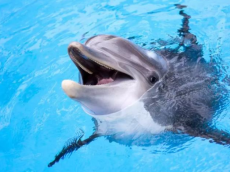 “벽에 머리 들이받던 돌고래 그만”… 싱가포르 ‘돌핀 아일랜드’ 돌고래 포획 중단