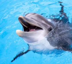 “벽에 머리 들이받던 돌고래 그만”… 싱가포르 ‘돌핀 아일랜드’ 돌고래 포획 중단