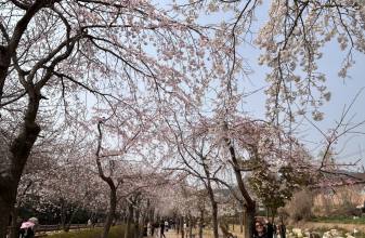  제2편, 경남 창원시 ‘진해군항제 벚꽃 축제’ ... 봄의 절정 속으로 성큼