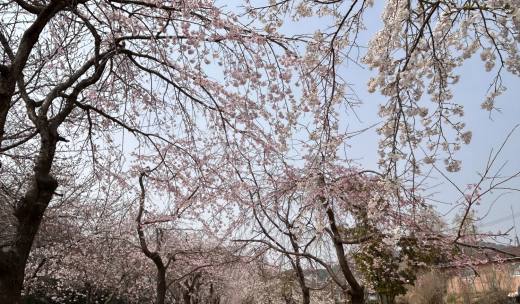  제2편, 경남 창원시 ‘진해군항제 벚꽃 축제’ ... 봄의 절정 속으로 성큼