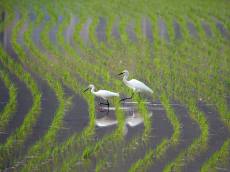 안전한 먹거리의 시작, ‘농약안전정보시스템’에서 답을 찾다