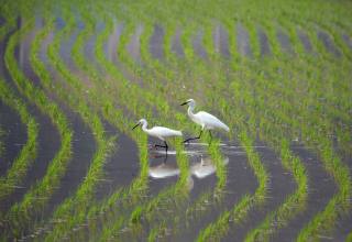 안전한 먹거리의 시작, ‘농약안전정보시스템’에서 답을 찾다