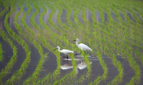 안전한 먹거리의 시작, ‘농약안전정보시스템’에서 답을 찾다