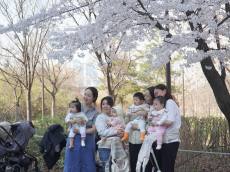 [현장 포토] 설레는 초봄과 초봄을 잇는 ... 여의도  '봄의 정원'  봄꽃 축제 현장