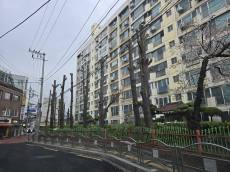 [현장 포토] 식목일 ... 지구촌 기후 위기 공동 대응은 말 뿐 .... 사람들 편의에 의해 잘려 나가는 도심의 나무들