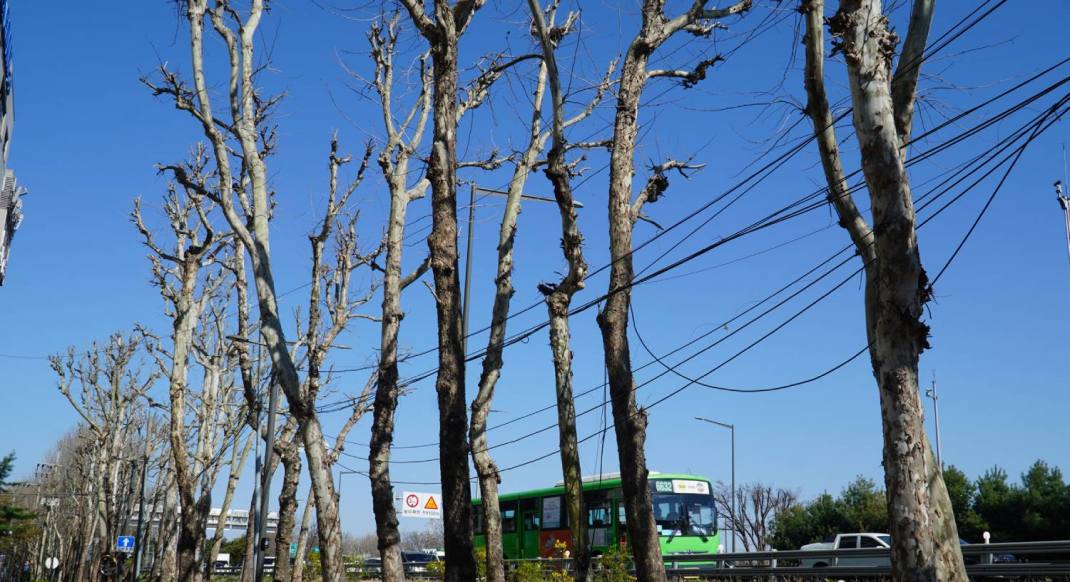  4월 지구의 달,  탄소중립은 말 뿐 ... 흉하게 잘려나간 나무들