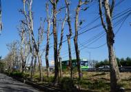 [현장 포토] 4월 지구의 달,  탄소중립은 말 뿐 ... 흉하게 잘려나간 나무들