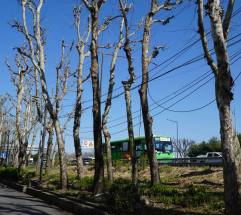  4월 지구의 달,  탄소중립은 말 뿐 ... 흉하게 잘려나간 나무들